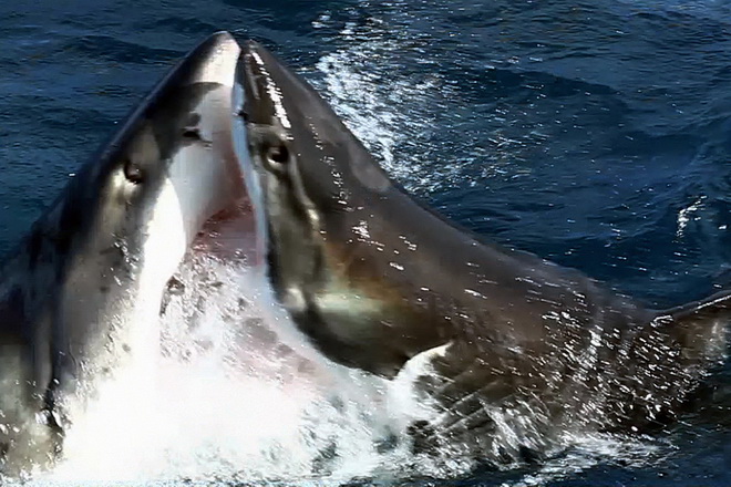 Malski đã tình cờ chứng kiến cuộc chiến đẫm máu giữa hai con cá mập.