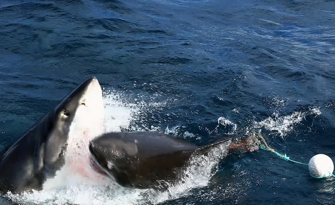 Hai con cá mập đã dùng hàm răng sắc như 'lưỡi dao' của mình để tấn công đối thủ.