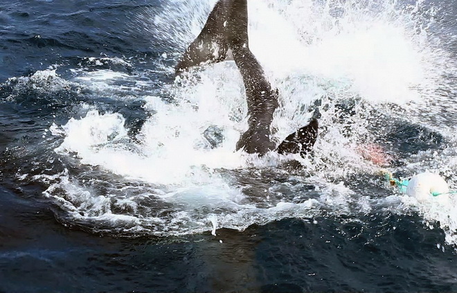 ...Đến ngày hôm sau tôi đã thấy tận mắt cuộc chiến giữa hai con cá mập', Malski chia sẻ.