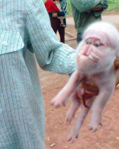 Chú 'lợn mặt khỉ' này được sinh ra tại xóm Báo, xã Bao La, huyện Mai Châu (Hòa Bình). Chú có khuôn mặt rất giống loài khỉ, trong khi đó các bộ phận khác lại hoàn toàn không khác gì so với những chú lợn bình thường.