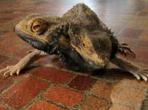 Thằn lằn đầu rồng dị với hai chiếc đầu được phát hiện tại Úc.