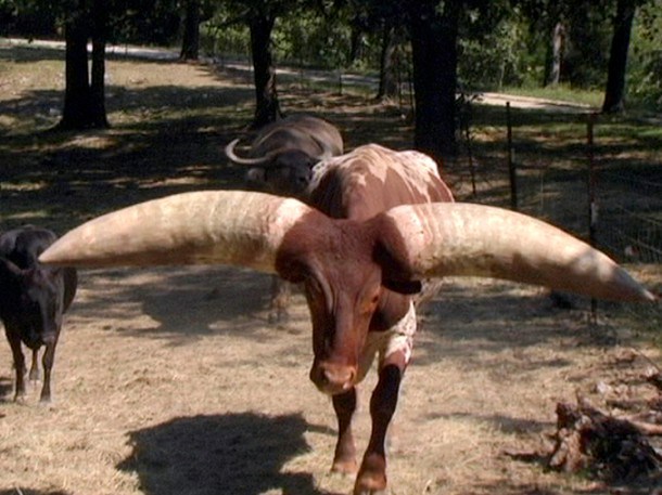 Một chú bò Ankole-Watusi đến từ châu Phi phải vất vả giữ thăng bằng khi di chuyển bởi cặp sừng quá khổ gắn trên đầu.