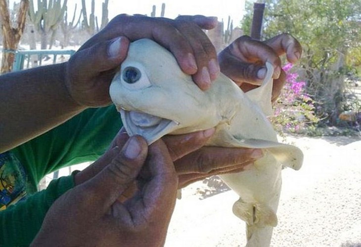 Cá mập một mắt Cyclops tưởng chừng như chỉ có trong tưởng tượng nhưng lại xuất hiện ngoài đời thực. Con cá mập con chỉ dài khoảng 22 cm, với một mắt duy nhất ở giữa mũi và xương sống bị biến dạng.