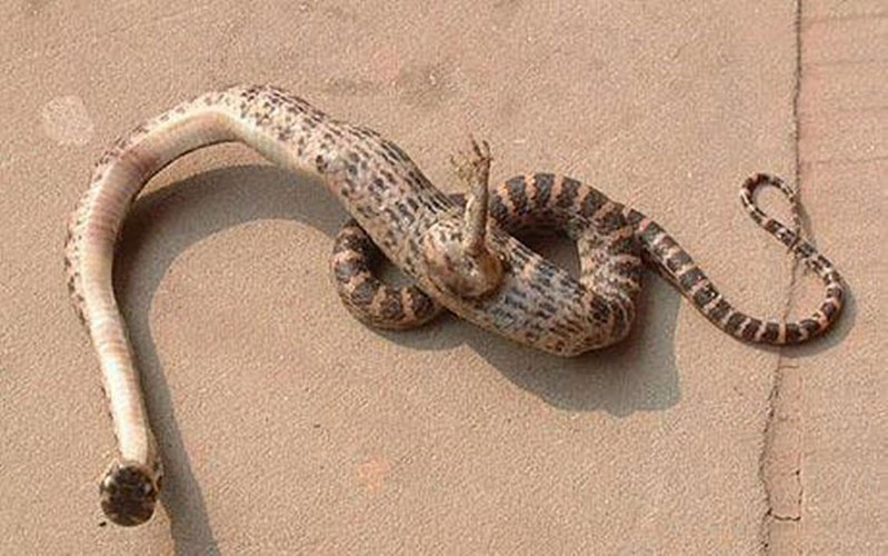 Trường hợp con rắn 'quái thai', với một bàn chân có móng vuốt 'mọc' ở giữa cơ thể đã được phát hiện tại tỉnh Tứ Xuyên, miền tây nam Trung Quốc. Con rắn có chiều dài 40 cm. Đột biến gene có thể là một trong những nguyên nhân.