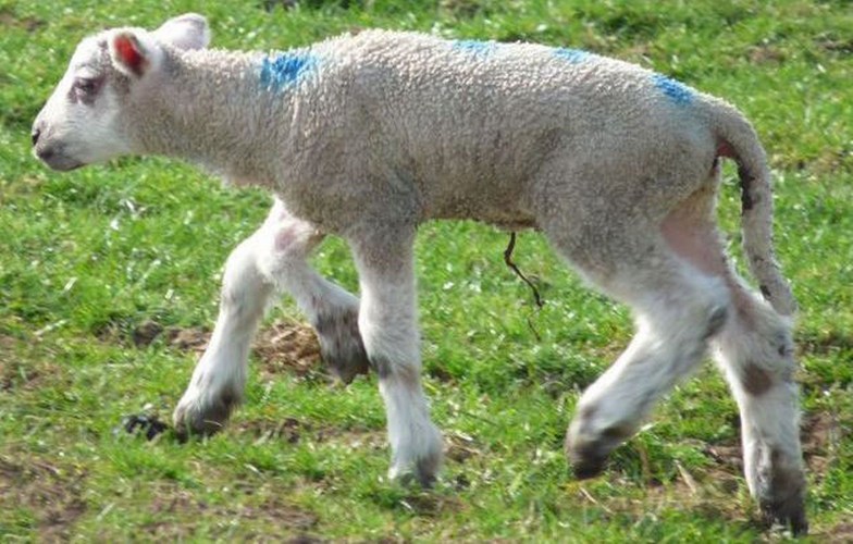 Hồi tháng 4/2013, trường hợp một con cừu 5 chân kỳ lạ sinh ra tại một trang trại ở vùng Northumberland, Anh khiến người ta thêm tò mò.