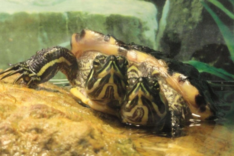 Một phụ nữ ở bang Maine, Mỹ bắt được một con rùa có 2 đầu thuộc loại quý hiếm trên thế giới khi nó đang cố gắng băng qua đường. Cả hai cái đầu con vật đều hoạt động độc lập, chỉ có cơ thể là dính chặt với nhau.