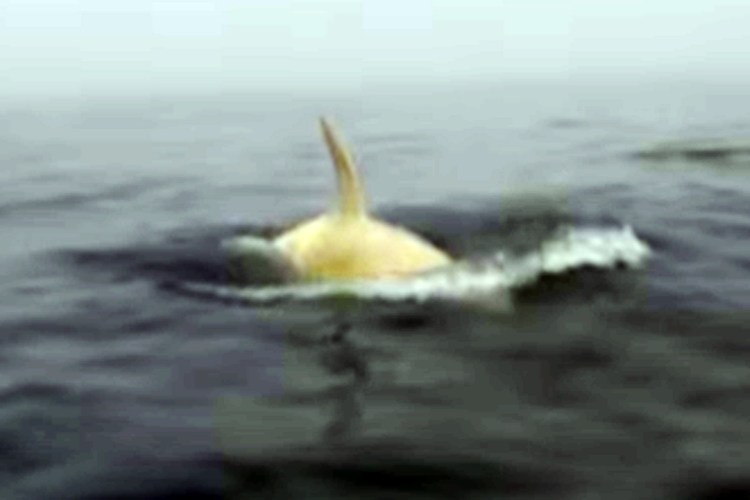 Ghi nhận cá voi sát thủ trưởng thành trắng muốt cũng là một trong những trường hợp dị biệt cực hiếm trong thế giới động vật.