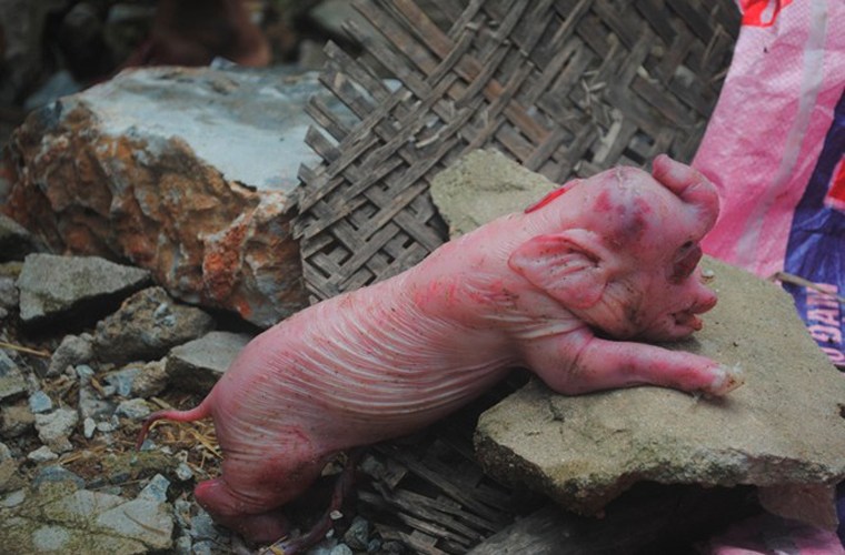 Chú lợn sơ sinh có chiếc mũi như vòi voi này thuộc gia đình anh Nguyễn Thọ Hiếu, trú xóm Vĩnh Thành, xã Nam Thành, huyện Yên Thành (Nghệ An).