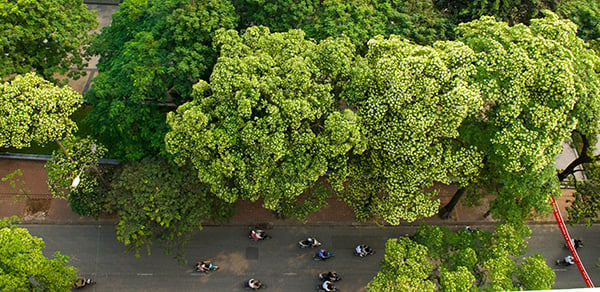 Tôi yêu hoa sữa, yêu mùa thu, yêu đến ngây dại một sắc hoa, một mùi hương. Chưa bao giờ tôi thấy mùa thu lại đẹp đến thế, hoa sữa lại thơm đến vậy. Đó là cảm xúc của nhiều người.