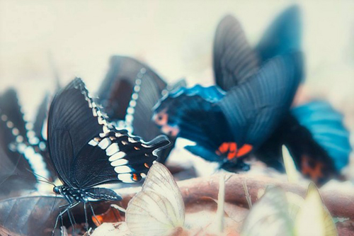 Loài bướm phượng quý hiếm đã được ghi danh trong “Sách đỏ”