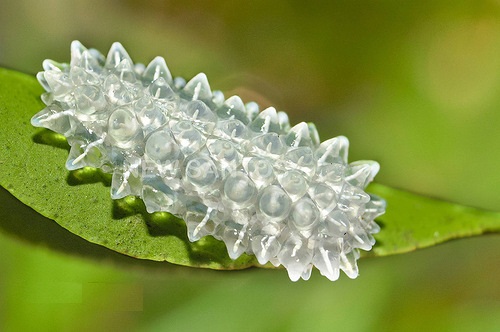 Sinh vật tuyệt đẹp này có tên gọi là Jewel Caterpillar (Sâu bướm ngọc) vì hầu hết chúng sở hữu một cơ thể trong suốt, đôi khi được tô điểm thêm những gai xanh, đỏ lộng lẫy.
