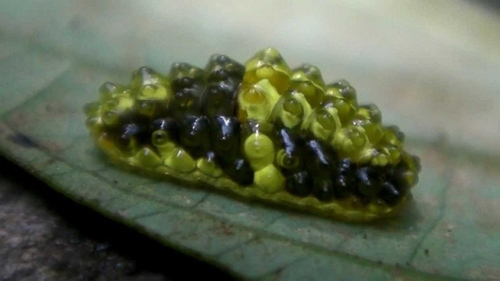 Ấu trùng của bướm Dalceridae đều có xu hướng cải thiện màu sắc cơ thể một cách nổi bật và dành nhiều thời gian lảng vảng trên các tán cây.