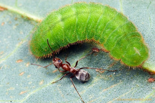 Kẻ thù nguy hiểm nhất của sâu ngọc là loài kiến.