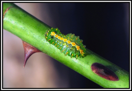 Có thể tìm thấy anh em họ hàng loài sâu bướm này ở những đất nước thuộc Trung và Nam Mỹ.