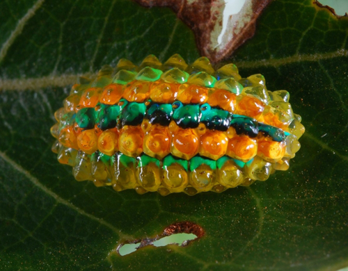 Những thông tin về chúng còn đang được nghiên cứu trong phòng thí nghiệm và người ta chỉ biết rằng Jewel Caterpillar là viên ngọc quý trong thế giới côn trùng.