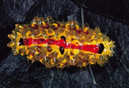 Sâu ngọc cũng được ví như một loài hải sâm trên cạn.