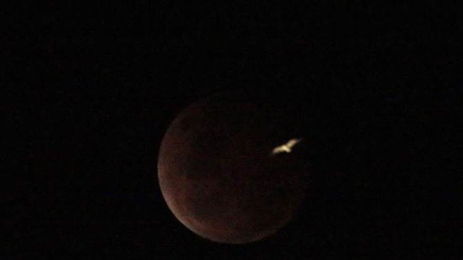 Con mòng biển bay trên trời khi mặt trăng chuyển sang màu đỏ tại thành phố Sydney, Australia.