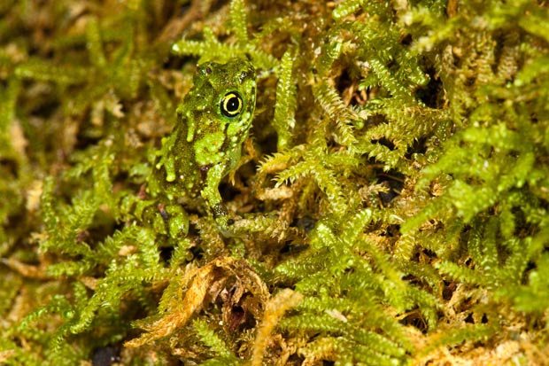 Những lằn và điểm chấm giúp những con ếch trộn lẫn vào những vùng tự nhiên xung quanh của chúng.