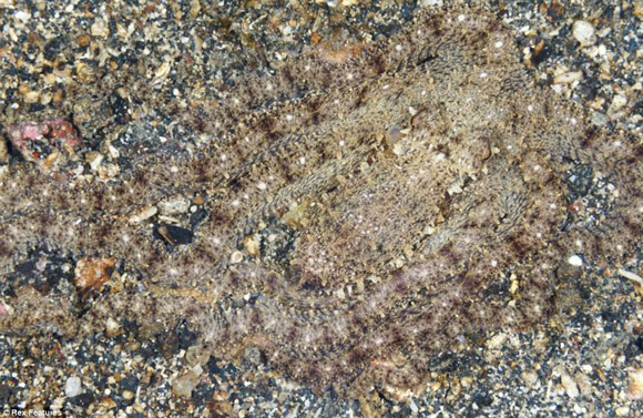 Một con bạch tuộc đã biến mất vào lớp cát ở đáy biển.
