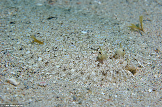 Con cá bơn này nằm dưới đáy biển ở Tobago.