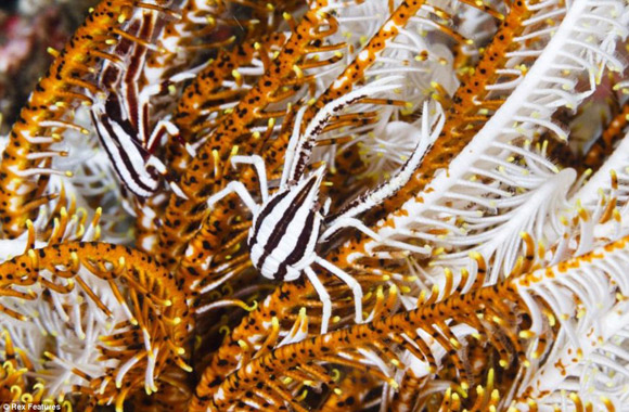 Khó có thể nhận ra những chú cua nhỏ trong rặng hoa huệ biển có hình dáng giống tôm hùm này.