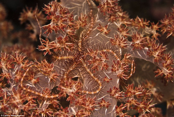 Một con sao biển hòa mình vào môi trường xung quanh của san hô mềm ở các vùng biển xung quanh Papua New Guinea.