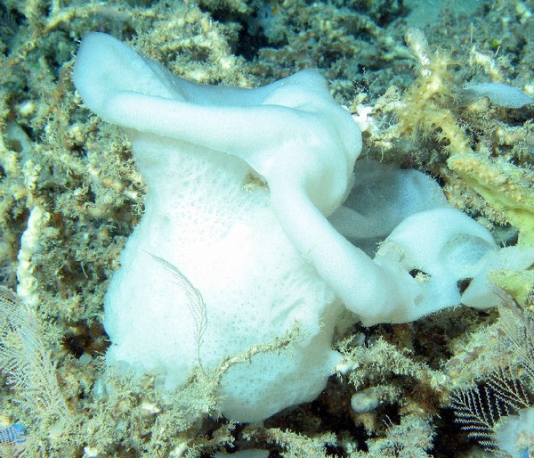 Nhiều mẫu vật bọt biển thủy tinh còn sống đến ngày nay được cho là đã có tuổi đời lên đến 15.000 năm, biến chúng trở thành loài động vật “già” nhất trên hành tinh.