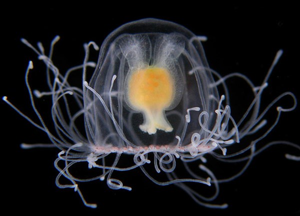 Khả năng đặc biệt của loài sứa này không phải là dừng sự lão hóa mà là “cải lão hoàn đồng”, mà khi điều kiện môi trường tự nhiên trở nên quá khó khăn, một cơ chế đặc biệt trong người con sứa sẽ được kích hoạt.