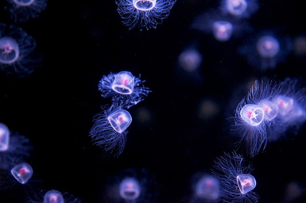 Những tế bào sẽ liên tục biến đổi cho đến khi con sứa trẻ lại thành dạng polip - dạng thức trước khi hình thành cá thể sứa hoàn chỉnh. Sau đó, chúng sẽ lại phát triển và sinh sôi những thế hệ sứa mới.