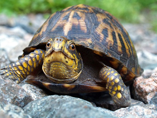 Trong thế giới động vật, loài rùa nổi tiếng với tuổi thọ đáng nể của mình. Tuy nhiên một điều thú vị mà bạn có thể chưa biết đó là rùa không già đi mà luôn giữ ở tuổi “vị thành niên”.