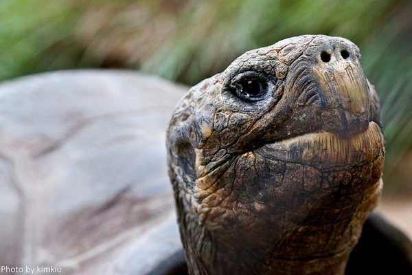 Mặc dù vẫn có cá thể rùa chết song nguyên nhân lại không phải là tuổi tác. Những chú rùa có thể mất do bệnh tật, tai nạn hay yếu tố bên ngoài khác.