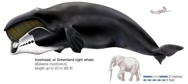 Năm 2007, chú cá voi Bowhead bị bắt bởi người bản địa vùng Alaska có phần đầu của một chiếc móc neo nổ - loại vũ khí được dùng từ thập niên 1890. Điều này có nghĩa là chú cá voi Bowhead đã bơi lội quanh đáy biển với thứ đồ cổ này trong khoảng 117 năm hoặc hơn thế nữa.