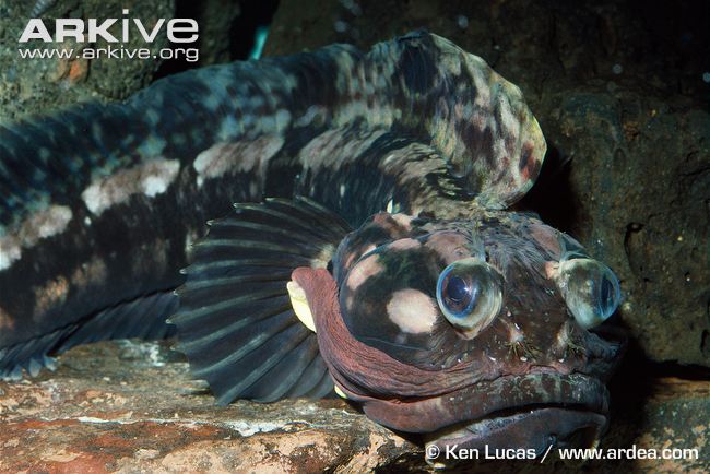 Mỗi lần sinh sản, cá cái Neoclinus blanchardi đẻ khoảng 3.000 trứng. Chúng đẻ trứng trong các hốc đá.