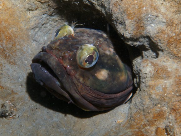 Ngoài những hốc đá, cá Neoclinus blanchardi còn chọn những vỏ chai, vỏ ốc làm nơi trú ngụ.