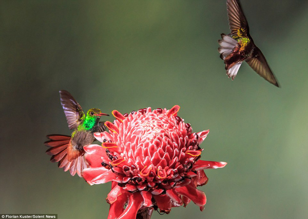 Hai chú chim ruồi cùng tranh nhau một bông hoa.