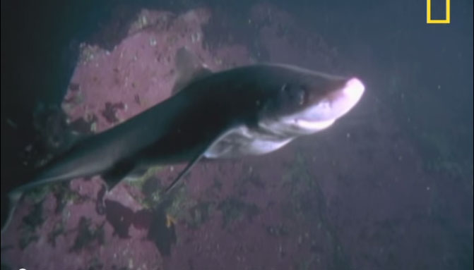 Một con cá mập hổ đang bơi ở vùng nước sâu. Cá mập vốn được mệnh danh là 'sát thủ đại dương'.