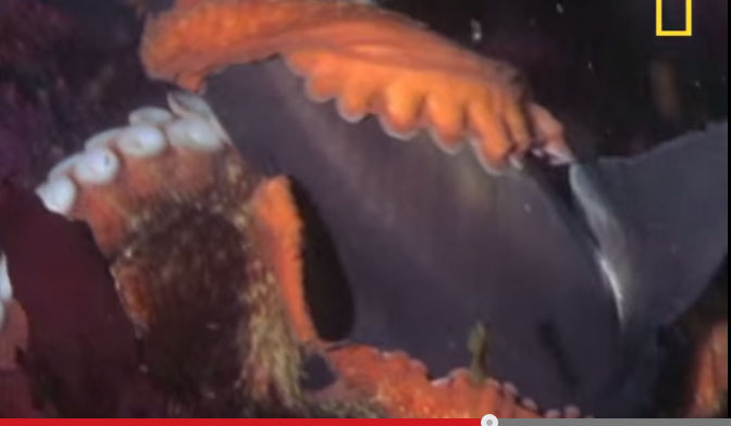 Trong khi một con bạch tuộc Thái Bình Dương trung bình dài 5 m, nặng 50 kg.