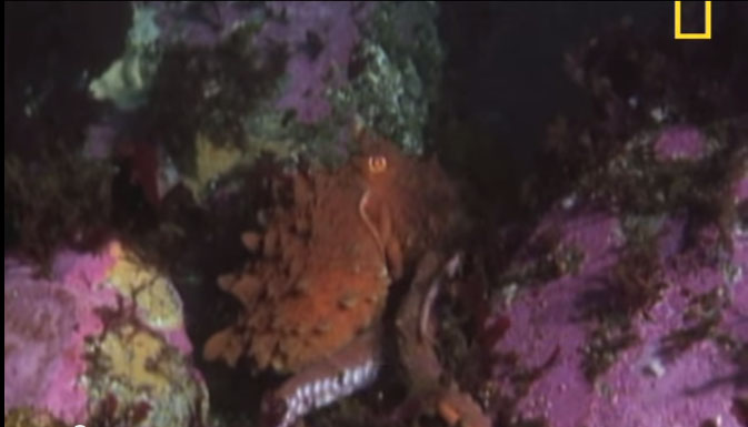 Một con bạch tuộc khổng lồ ẩn nấp trong những rặng san hô.