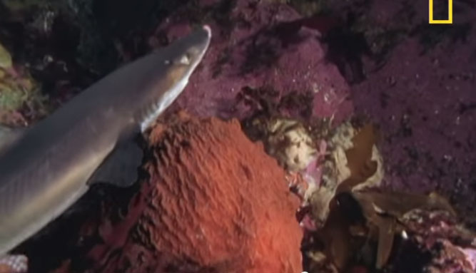 Cá mập hổ không phát hiện ra bạch tuộc bên lượn ngay gần bạch tuộc.