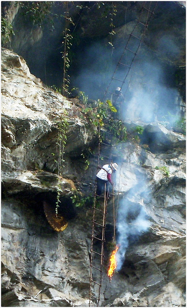 Tại Tây Ban Nha người ta phát hiện ra một hang đá 8.000 năm tuổi trong đó có vẽ hình ảnh một người đàn ông leo lên cây nho để lấy mật.