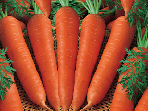 Cà rốt. Có thể bạn đã lớn lên cũng một phần là nhờ những củ cà rốt. Kết hợp cà rốt với táo hay khoai lang đều mang lại hiệu quả tuyệt vời.