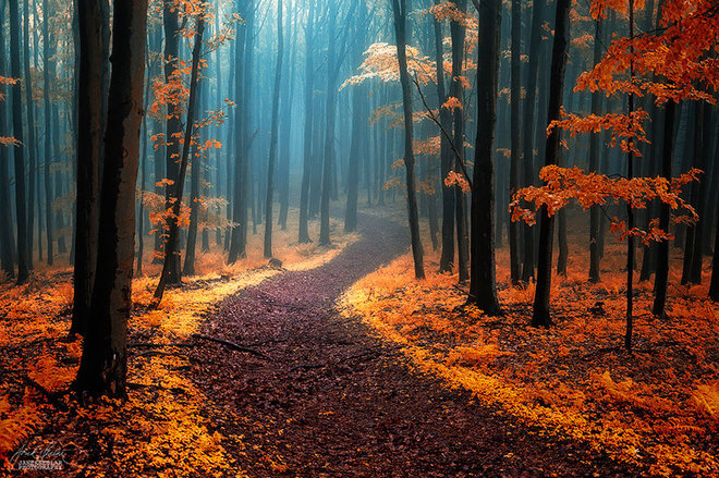 Mùa thu vàng trên con đường đi bộ trong khu rừng thuộc dãy núi Karpat, chạy qua Trung và Đông Âu.