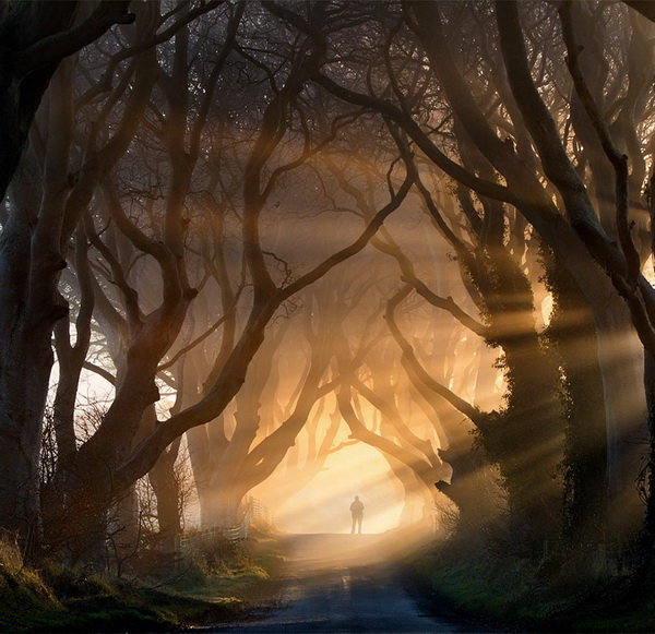 'Đường bóng cây' ở Ireland.