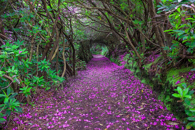 'Đường hầm' hoa đỗ quyên trong công viên Reenagross, Ireland.