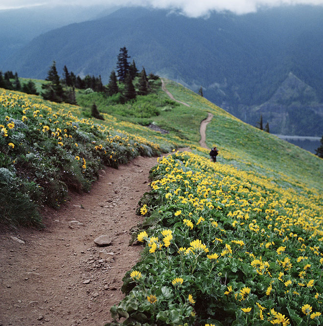 Bước chân trên con đường mòn ở núi Dog, Washington, Mỹ, du khách không khỏi nao lòng trước màu vàng quyến rũ của thảm hoa vàng hai bên.