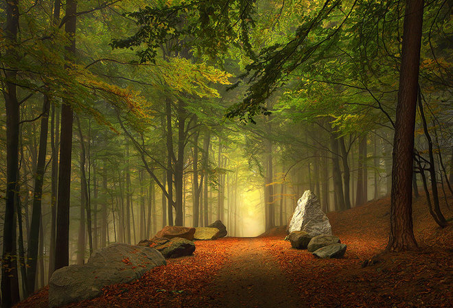 Vẻ đẹp huyền ảo trên con đường mòn đi bộ trong rừng Bavaria, Đức.