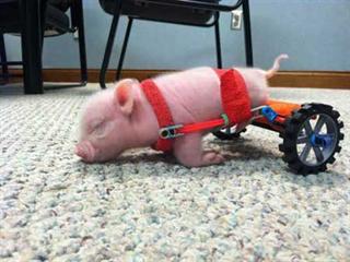 Chris P. Bacon có lẽ là chú lợn con nổi tiếng nhất nước Mỹ. Khi sinh ra, Chris P. Bacon đã bị dị tật bẩm sinh ở hai chân sau.