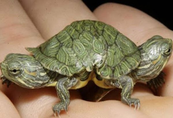 Con rùa này lần đầu tiên được phát hiện ngày 24/6/2007 tại Huaibei, phía đông của tỉnh An Huy, Trung Quốc. Các nhà khoa học cho rằng hiện tượng này là do đột biến gen.