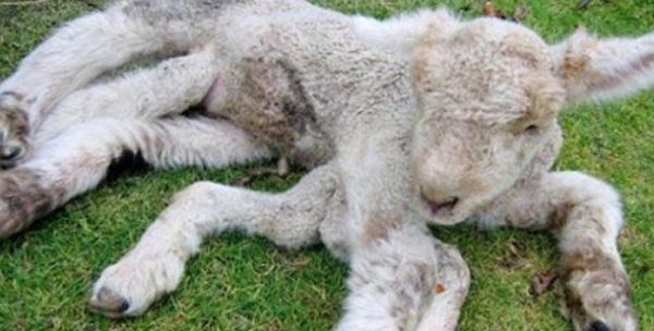 Chú cừu 7 chân ra đời trong trang trại Methven phía nam New Zealand ngày 31/7/2007 do biến chứng trong quá trình hình thành phôi thai.