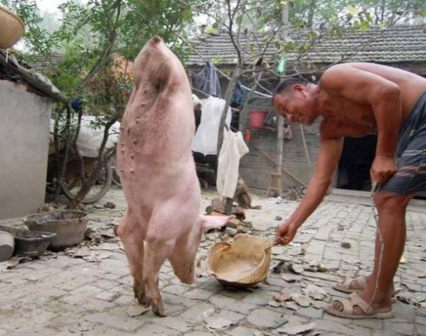 Được gọi là 'Zhu Jianqiang' (Lợn mạnh mẽ), được sinh ra chỉ có hai chân trước nên nó phải sử dụng 2 chân đó để đi bộ.
